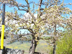 Apfelbaum im Hintergrund Cumbel