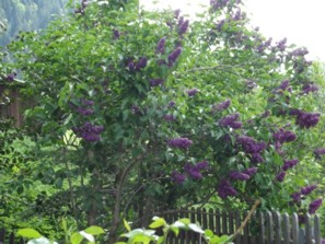 Fliederbaum