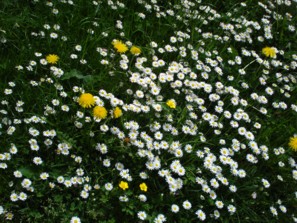 G&auml;nseblumen