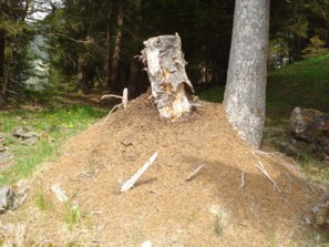 natur pur