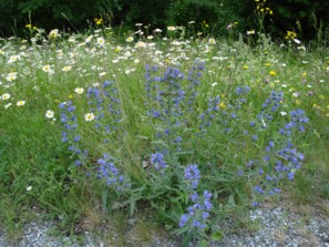 der blaue Natterkopf