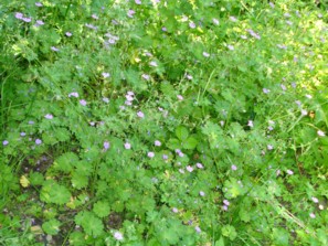 Storchenschnabel